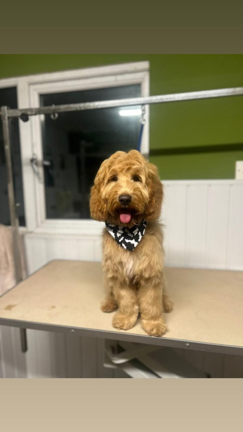 8 month old Female Cockapoo – Pets Ireland